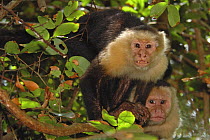 Two White-faced capuchin monkeys {Cebus capucinus}, Mono cariblanca, Costa Rica