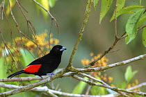 Passerinis Tanager {Ramphocelus passerinii] Costa Rica