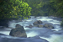 River running through tropical rainforest, Rara Avis, Costa Rica