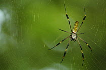 Golden orb-web spider {Nephila sp.} on its web, Costa Rica