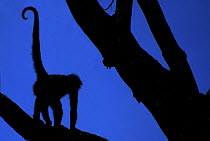 Silhouette of Black-handed spider monkey (Ateles geoffroyi) standing in tree, Costa Rica