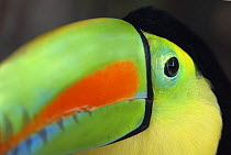 Keel billed Toucan {Ramphastos sulfuratus}, Costa Rica