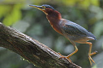 Rufescent tiger heron {Tigrisoma lineatum} walking up branch, Costa Rica