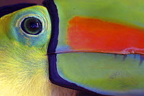 Keel billed Toucan (Ramphastos sulfuratus), close-up of face, Costa Rica