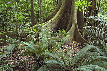 Buttress roots in rainforest, Costa Rica