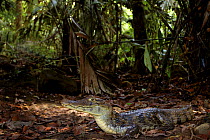 Spectacled caiman {Caiman crocodilus} on forest floor, Costa Rica