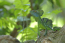 Double crested Basilisk / Green Basilisk Lizard {Basiliscus plumifrons} on tree, Tortuguero National Park, Costa Rica