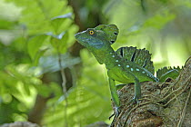 Double crested Basilisk / Green Basilisk Lizard {Basiliscus plumifrons}, Tortuguero National Park, Costa Rica