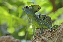 Double crested basilisk / Basilisk lizard (Basiliscus plumifrons), Tortuguero National Park, Costa Rica