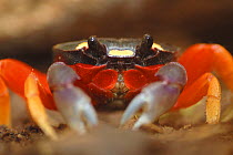 Red / Halloween land crab (Gecarcinus Quadratus), Costa Rica