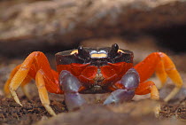 Red / Halloween land crab (Gecarcinus quadratus), Costa Rica