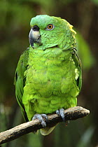 Mealy amazon parrot {Amazona farinosa} Costa Rica
