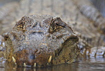 Spectacled Caiman (Caiman crocodilus) in shallow water, Costa Rica