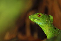 Double crested basilisk / Green basilisk lizard (Basiliscus plumifrons), Costa Rica