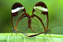 Glass-wing Butterflies mating {Greta oto} Costa Rica