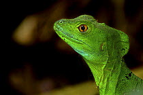 Double crested basilisk / Green basilisk lizard (Basiliscus plumifrons), Costa Rica