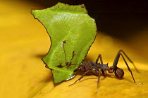 Leaf-cutter Ant (Atta sp) carrying part of a leaf, Costa Rica
