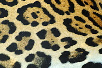 Close-up of Jaguar (Panthera onca) fur, Costa Rica, Captive