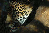 Jaguar (Panthera onca), Costa Rica, Captive