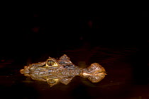 Spectacled Caiman {Caiman crocodilus} head above water, Costa Rica