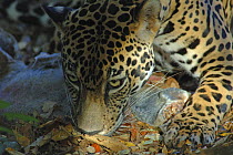 Jaguar (Panthera onca), Costa Rica, Captive