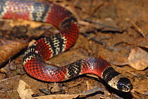 False coral snake (Anilius scytale), Costa Rica