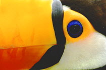 Toco toucan (Ramphastos toco), close-up of face, Costa rica