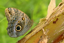 Owl butterfly (Caligo memnon) on wood, Costa Rica