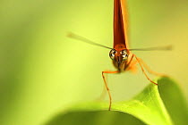 Flambeau / Julia butterfly (Dryas iulia), Costa Rica