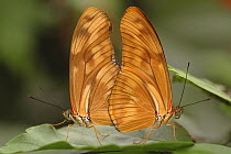 Two Flambeau / Julia butterflies (Dryas iulia) mating, Costa Rica