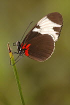 Heliconia butterfly (Heliconius sp.) showing proboscis, Costa Rica