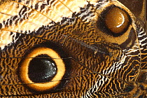 Close-up of eye on wing of Owl butterfly (Caligo eurilochus)  Costa Rica