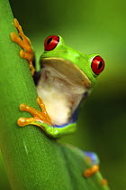 Red eyed tree frog (Agalychnis callidryas) portrait, Costa Rica