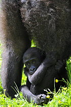 Western lowland gorilla (Gorilla gorilla gorilla) female baby clutching at mother's leg. Captive, France