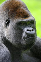 Head portrait of male silverback western lowland gorilla (Gorilla gorilla gorilla) captive, France