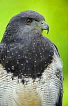 Black chested buzzard eagle (Geranoaetus melanoleucus) captive, France - Digitally Modified