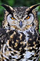 Head portrait of Spotted eagle-owl (Bubo africanus) captive, France