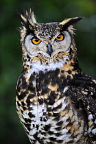 Spotted eagle-owl (Bubo africanus) captive, France