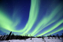 Northern lights (Aurora borealis) Northwest territories, March 2008, Canada