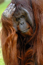 Male orang-utan (Pongo pygmaeus) with head on hand. Native to Borneo. Captive, France