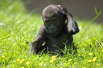 Western lowland gorilla (Gorilla gorilla gorilla) female baby scratching head. Captive, France