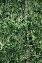 Grizzly bear {Ursus arctos horribilis} 6month lost cub peering out from branches of coniferous tree, Knight Inlet, British Columbia, Canada