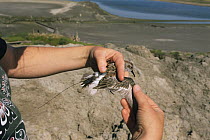 Researcher attaches radio tag to Western Sandpiper {Calidris mauri}, Don Edwards NWR, California, USA. Tags are attached with glue to bird's back and harmlessly fall off over time.