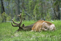 Elk {Cervus elaphus} bull resting with Blackbirds on its back, Yellowstone NP, Montana, USA