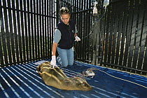 Californian sealion {Zalophus californianus} being tested with an EEG for the effects of domoic acid poisoning on the brain, Marine Mammal Center, California, USA