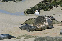 Harbour / Common seal {Phoca vitulina} female with newborn pup after giving birth, California, USA