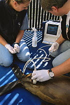 Californian sea lion {Zalophus californianus} undergoes an ultrasound guided cystocentesis at Rehabilitation centre, Marine Mammal Center, California, USA