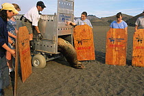 Staff and volunteers from the Marine Mammal Centre release a male Californian sea lion {Zalophus californianus} with radio tag on Rodeo Beach, Fort Crokhite, California, USA