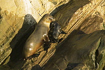 Female Californian sea lion {Zalophus californianus} carrying young pup up cliff, Channel Islands NP, San Miguel Is, California, USA