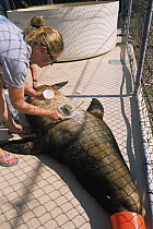 Marine biologist using glue to attach satellite tag to male Californian sea lion {Zalophus californianus} Marine Mammal Centre, California, USA